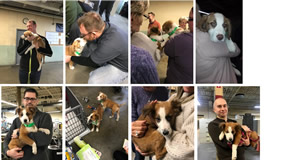 A collection of images of a Solon "puppy party", Solon employees cuddling up with puppies